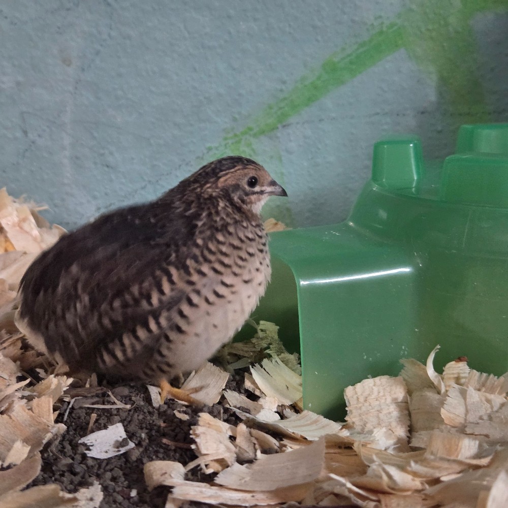 10+ Fresh Button Quail Fertile Hatching Eggs