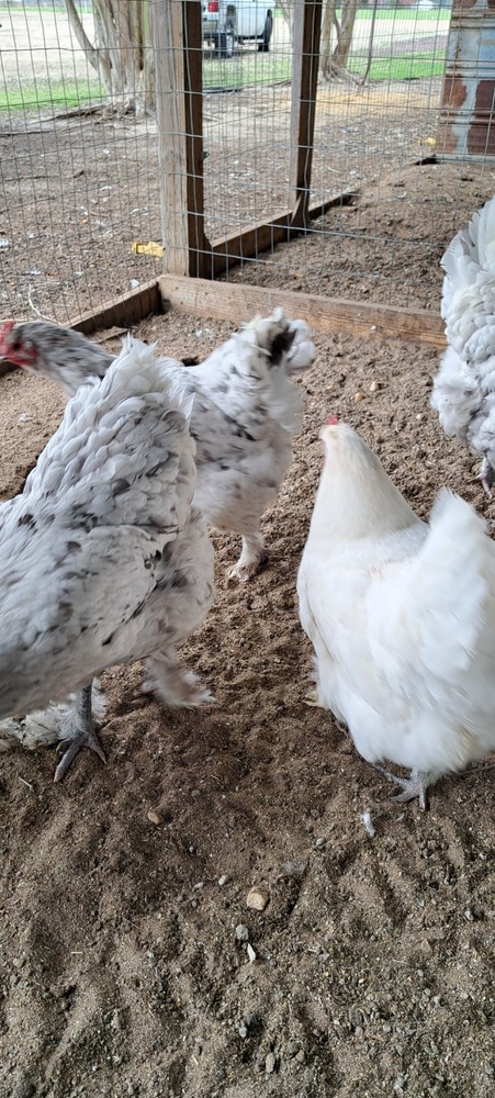 6 Croad Langshan Hatching Eggs (White & Splash)