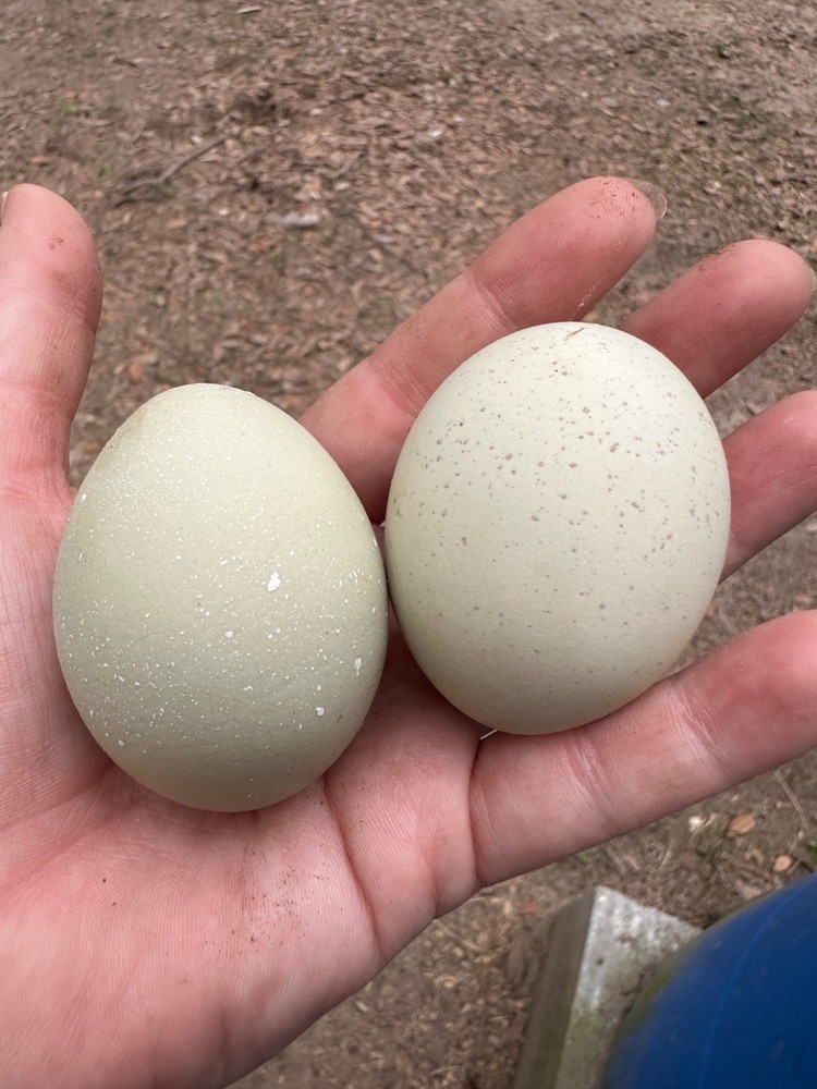 10 Silverudd’s Blue Isbar hatching eggs