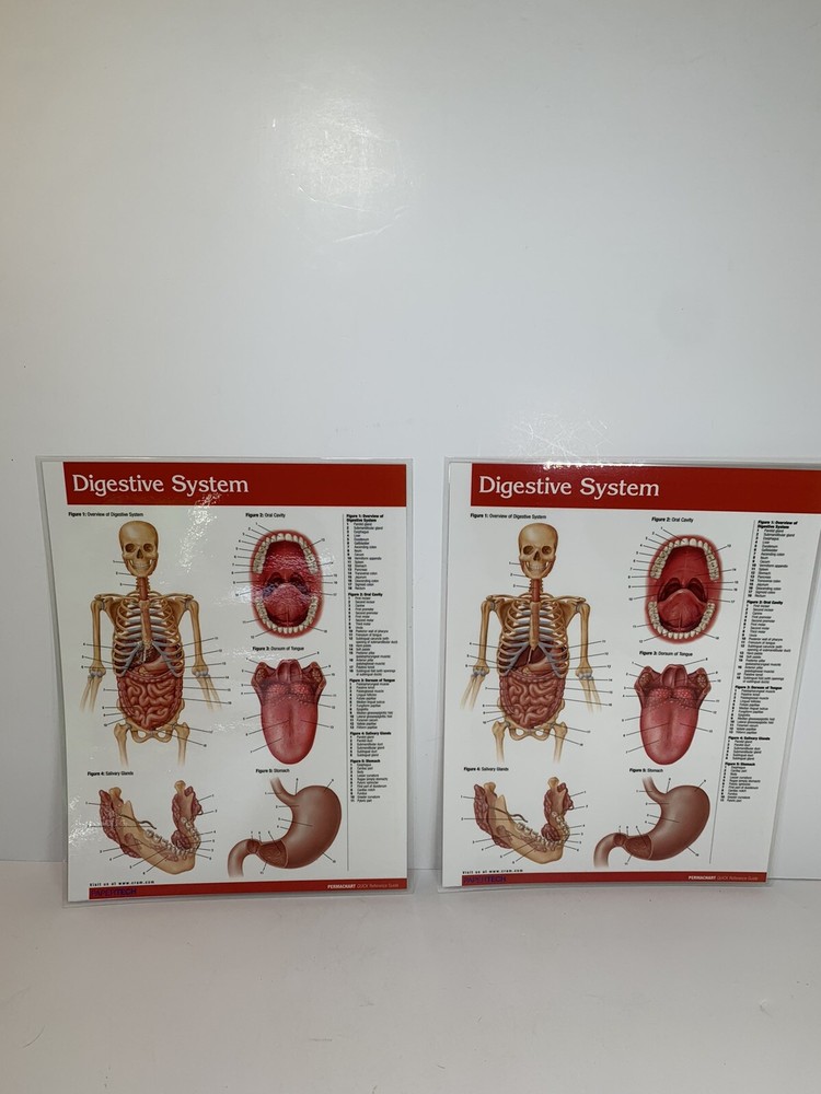 Chart Digestive System Anatomy Quick Ref. Educational Permachart (2) Laminated