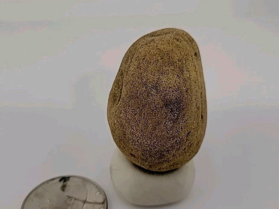 Real Permineralized Reptile Egg Fossil