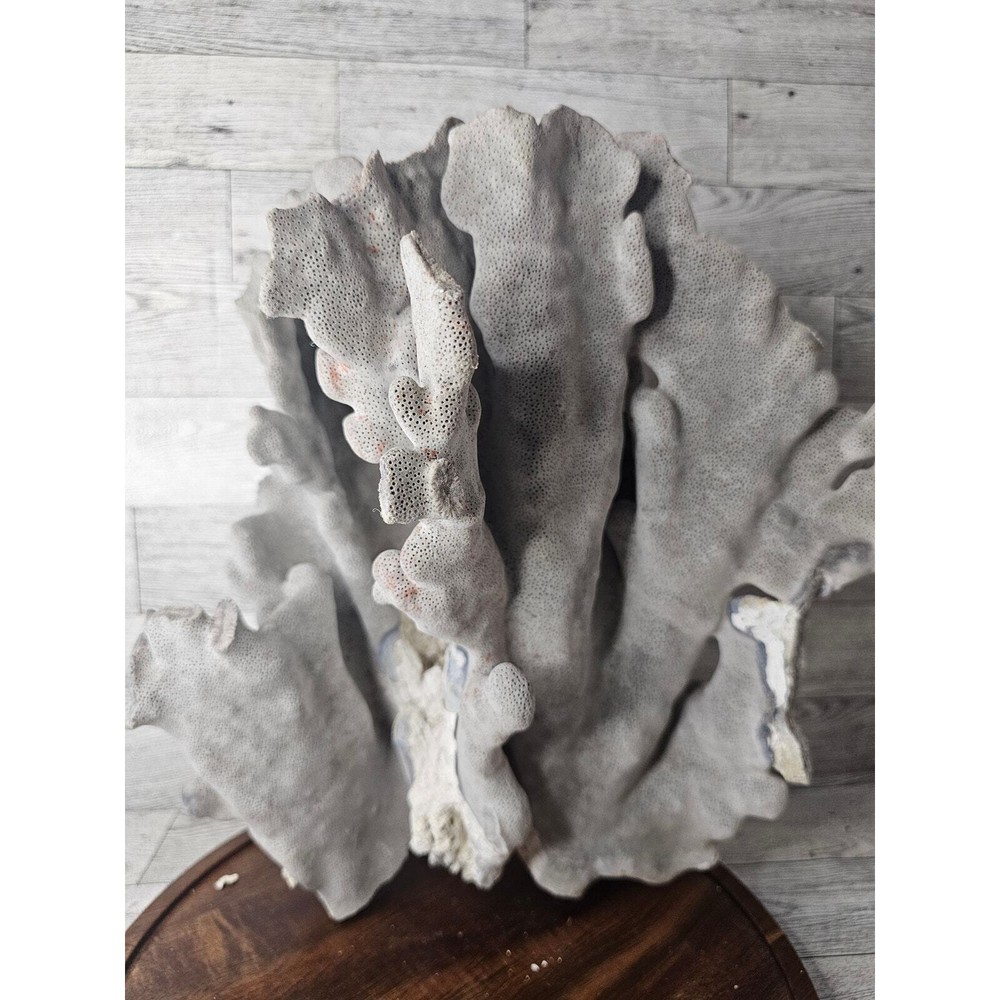 Large Natural Coral Specimen