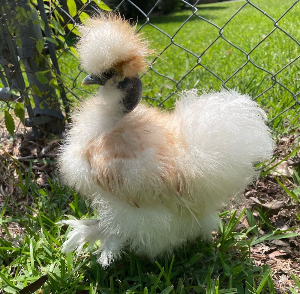 6 quality Silkie Hatching Eggs