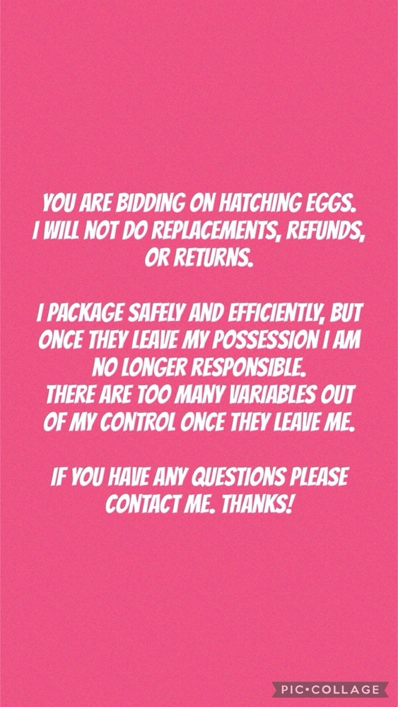 Jubilee Orpington Hatching Eggs 12+