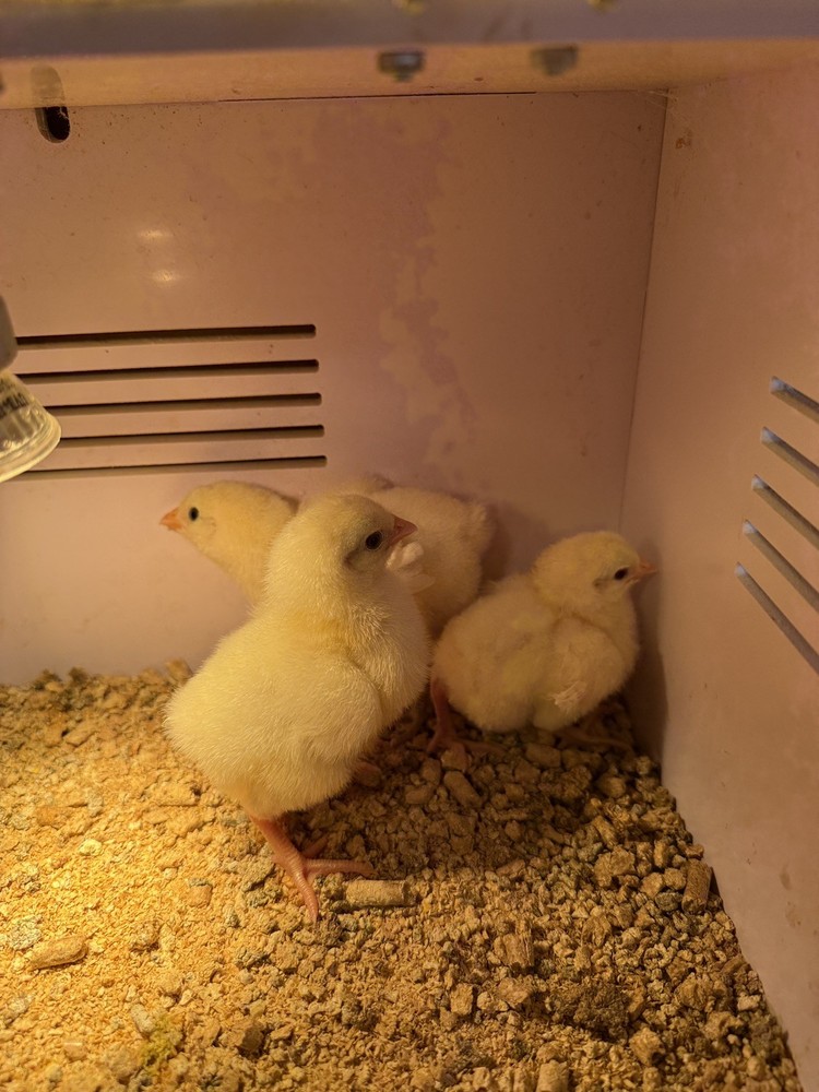 6 + American Bresse Hatching Eggs
