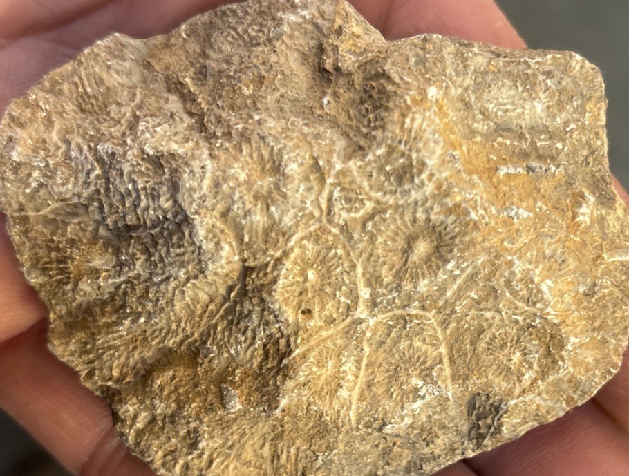 Petrified Coral End Polished