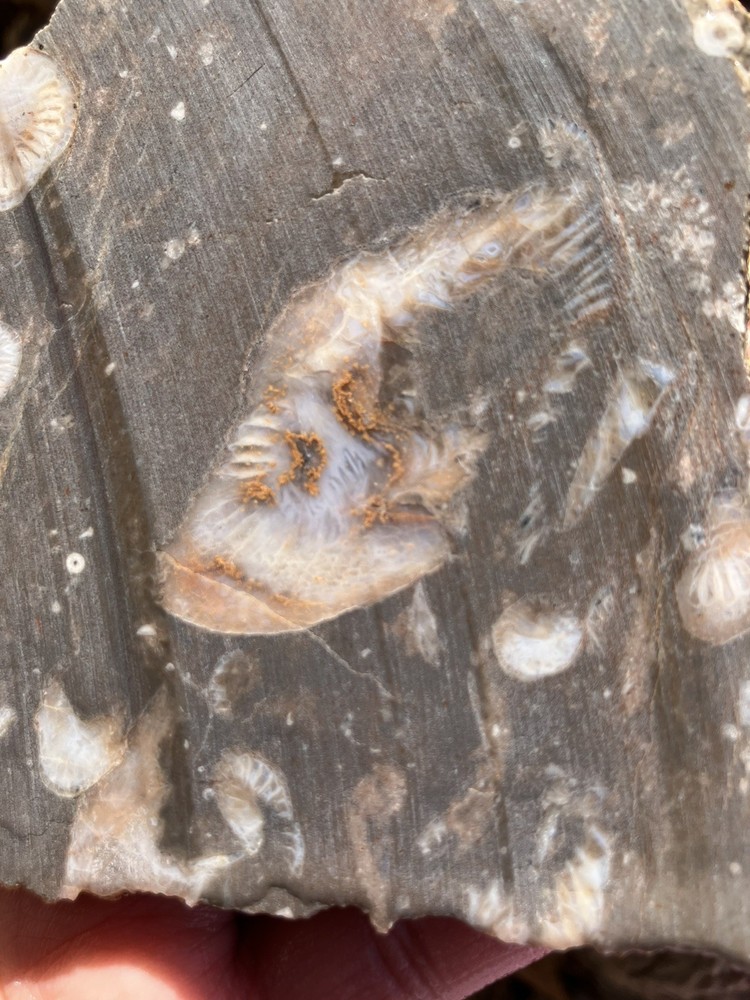 Fossil Stone Slab