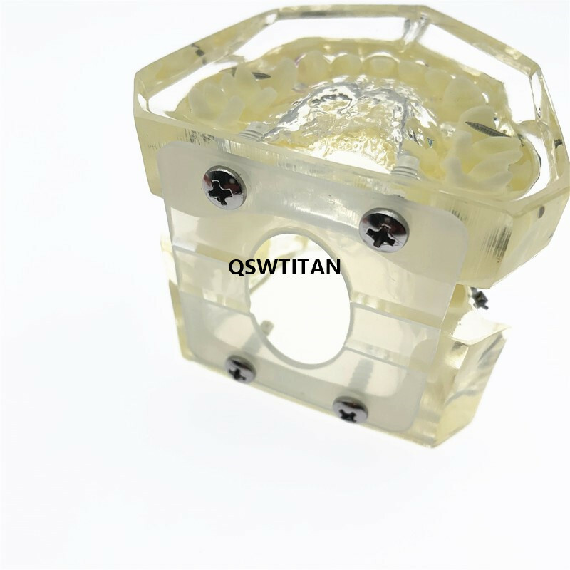 Dental Orthodontic Model Teaching teeth model For Teaching demonstrating model