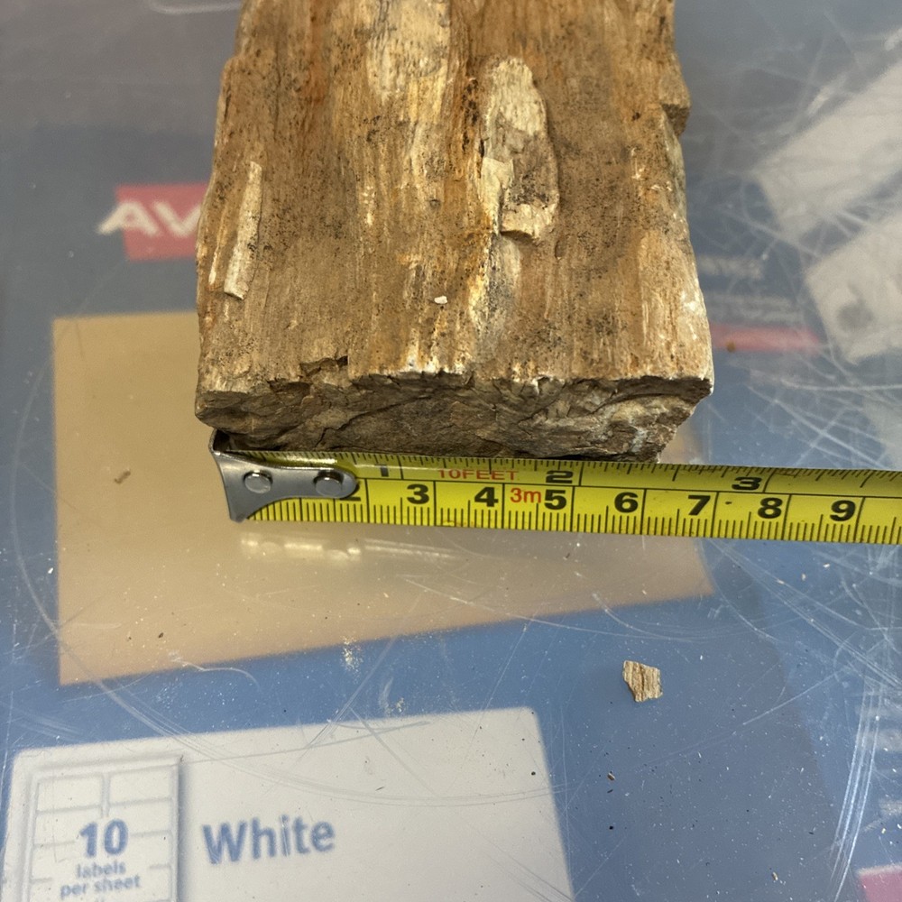 petrified wood rough