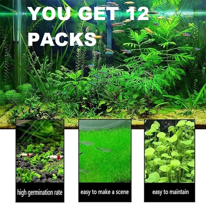 Aquarium Small Leaf Grass (12 Packs)
