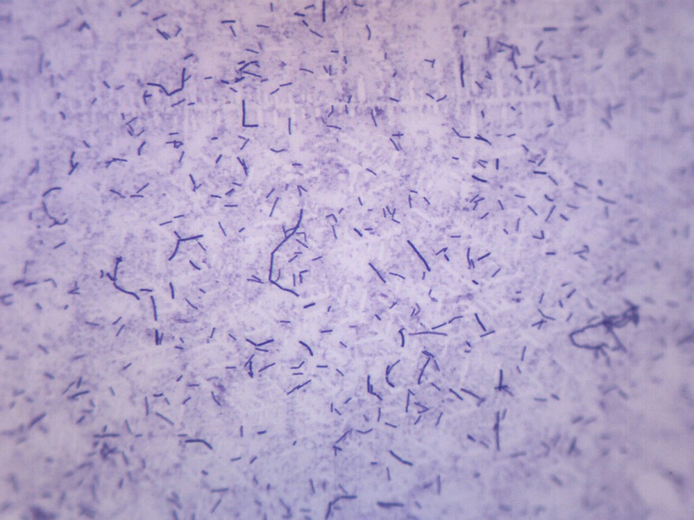 Bacillus Subtilis, Gram Positive - Prepared Microscope Slide - 75x25mm - Eisco