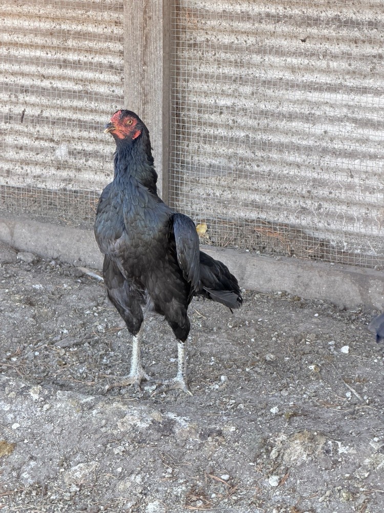 Japanese Chicken Hatching eggs