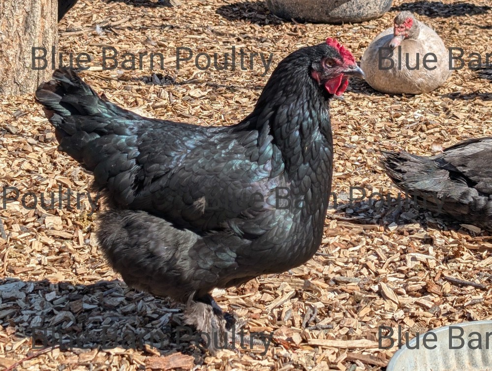 6 Lavender and Split to Solid Black Marans Chicken Hatching Eggs Purebred NPIP