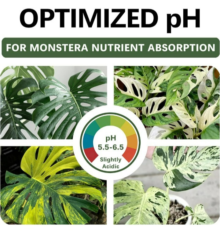 4 qt Monstera soil