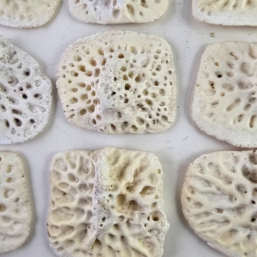 Gator Alligator Back Scute bone bones Bony scutes croc weird Osteoderms white