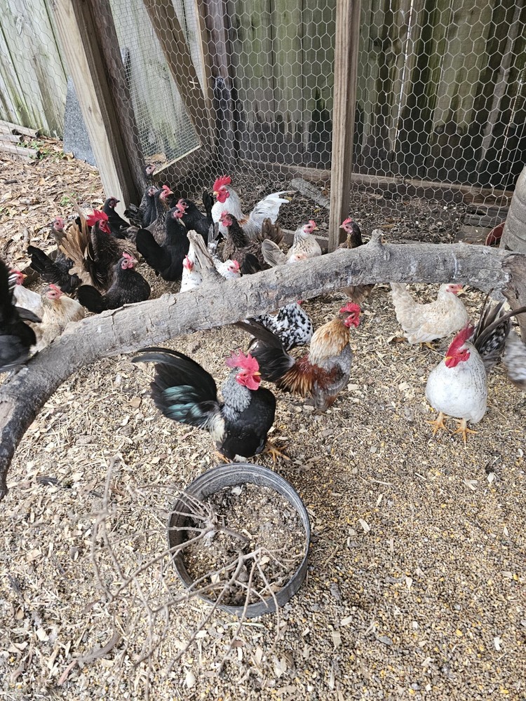 20+ Serama Chicken Hatching Eggs