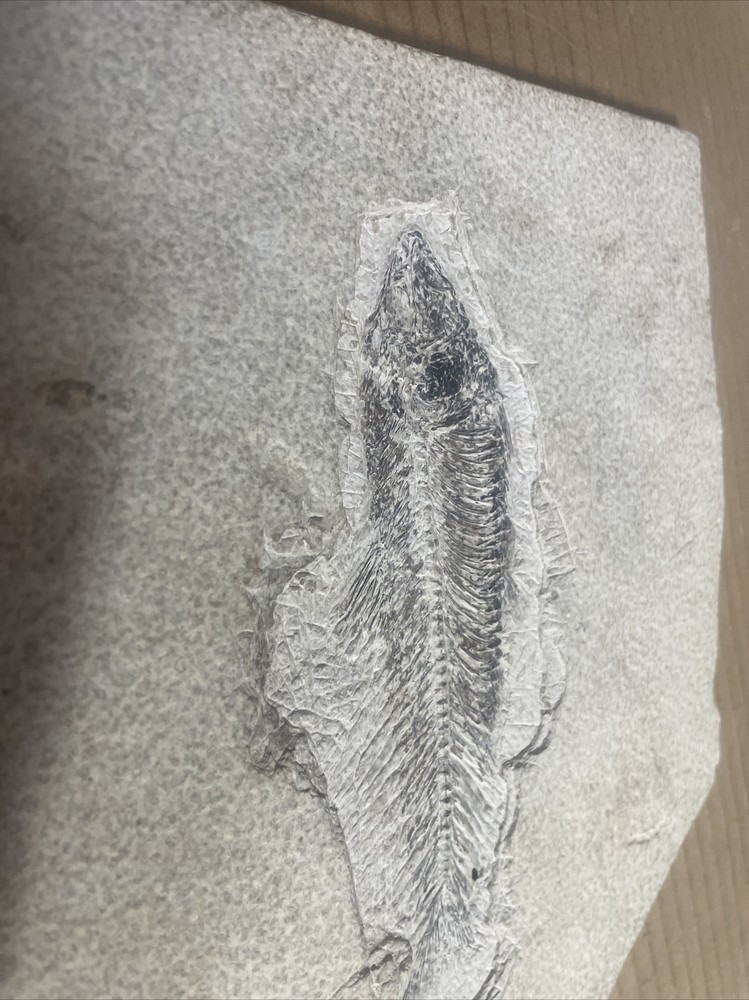 Fossil Fish 8.5 X 10.5