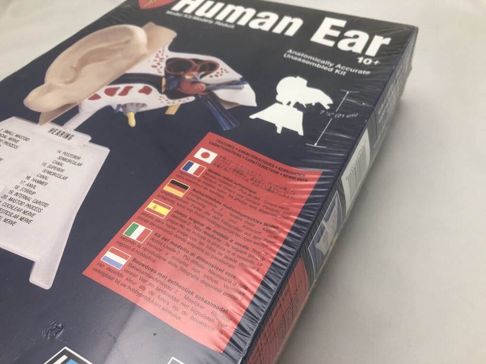 Skilcraft Human Ear Anatomically Accurate Kit Teaching Aid or Unassembled Kit