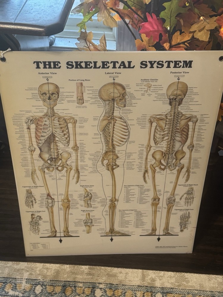 Skeletal System Anatomical Chart Poster ￼ Laminated Learning 20x26 Skeleton B24