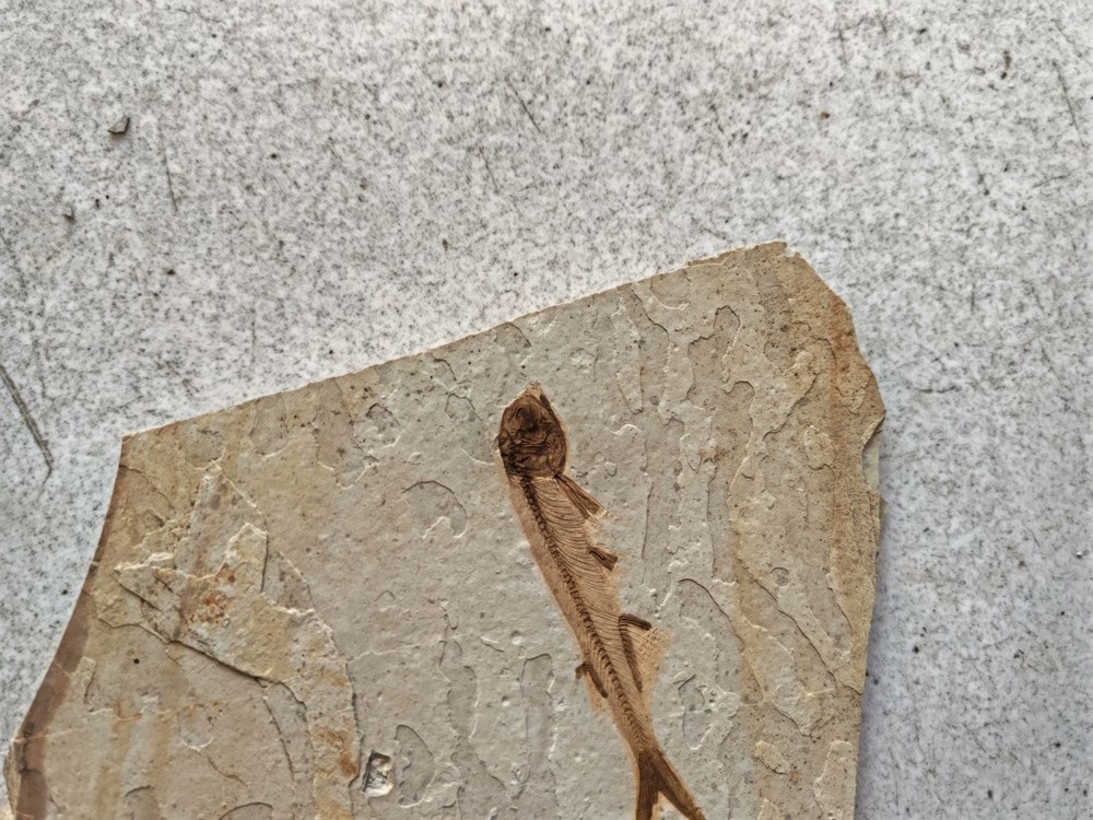 authentic and unique wolf fin fish fossils