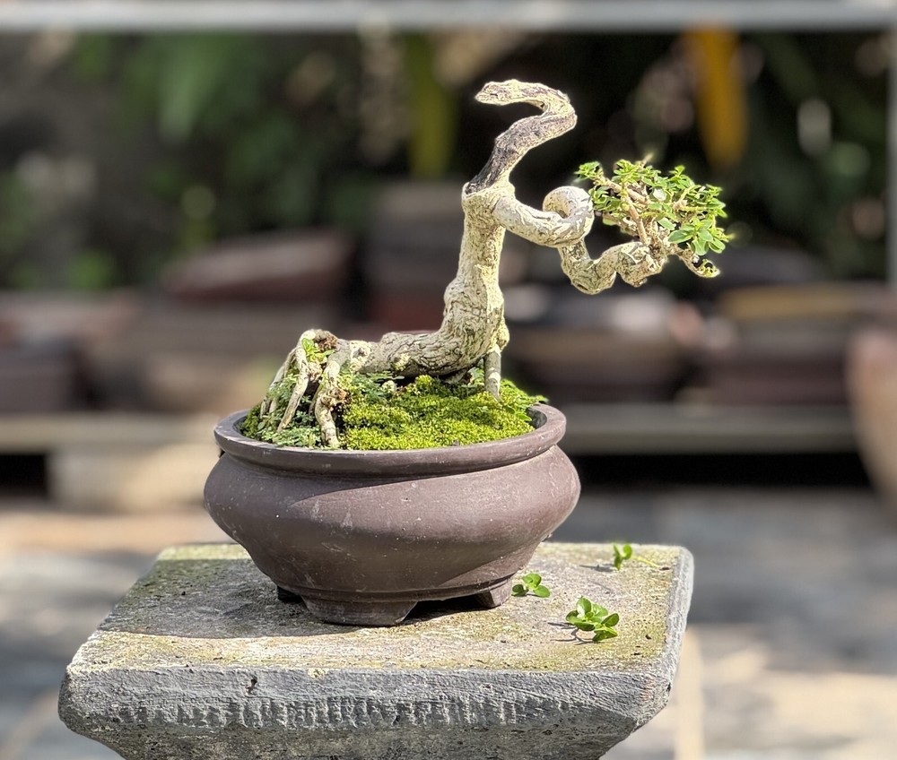 Premna Microphylla  Actual Bonsai Tree | Real Picture