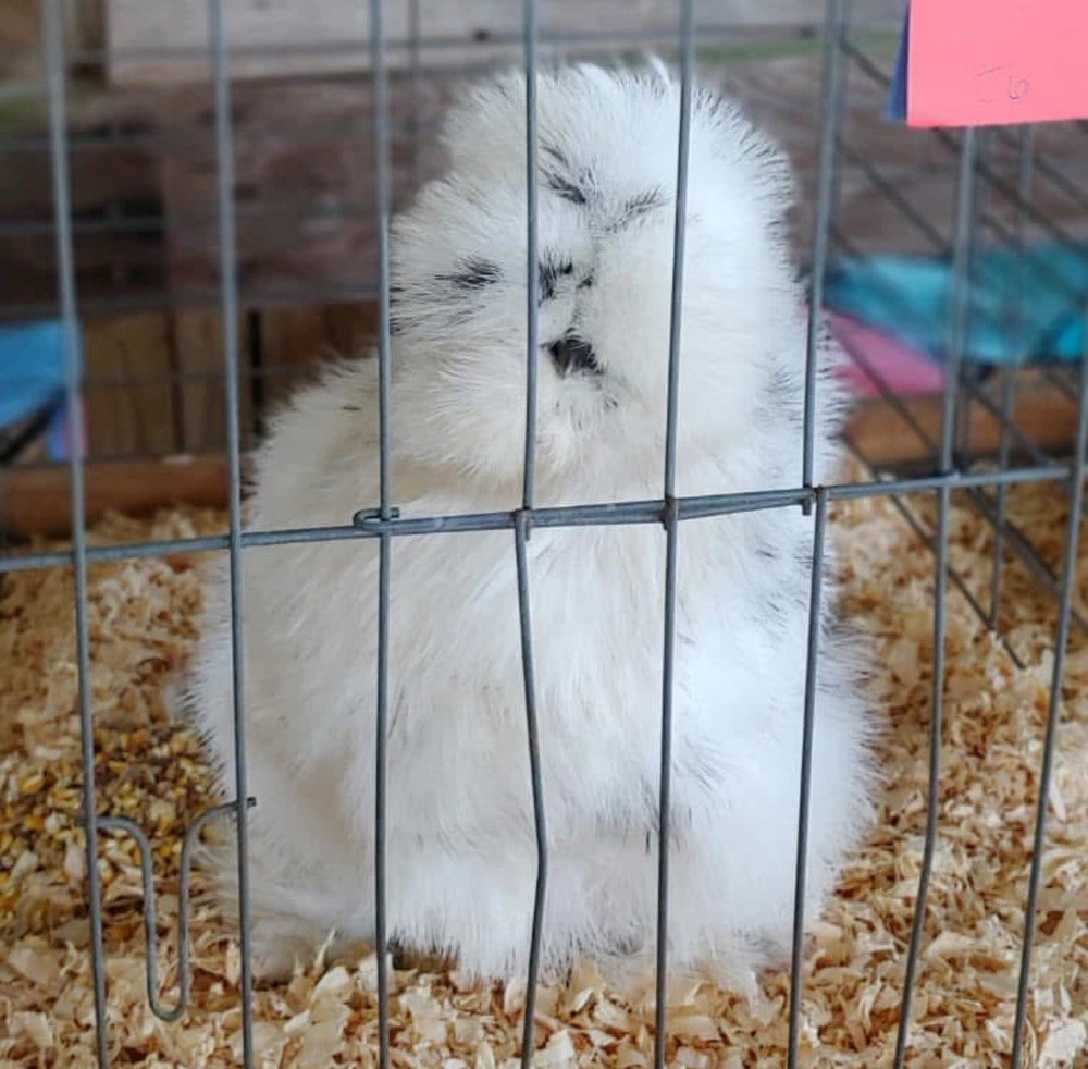 6 quality Silkie Hatching Eggs