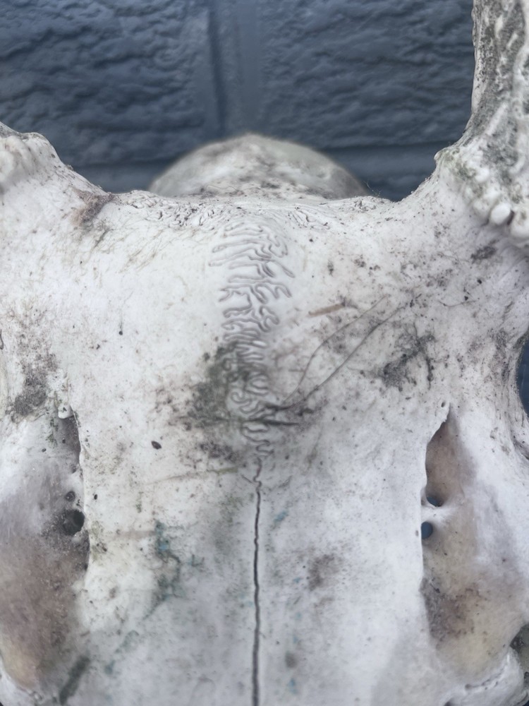 10 Point Buck Mule Deer Skull