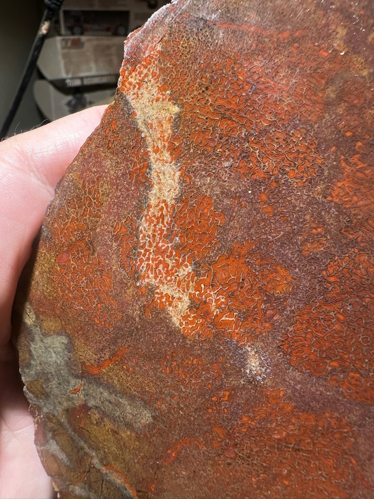 Dinosaur bone rough **hxtled large slab.