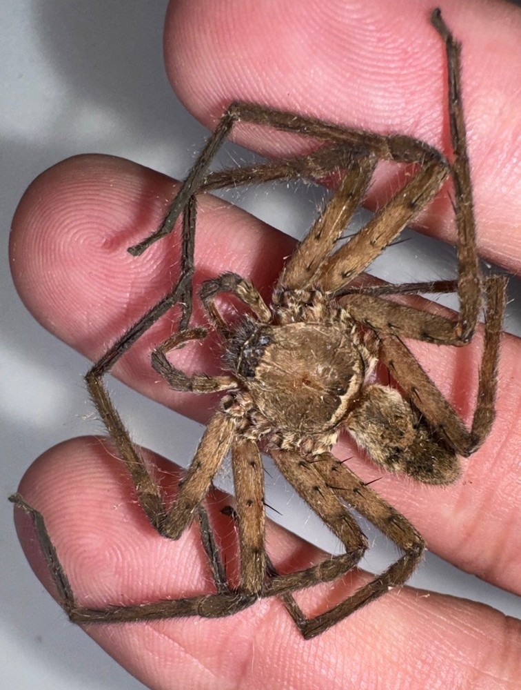 GIANT WOLF SPIDER - N FL  9/25 - 1