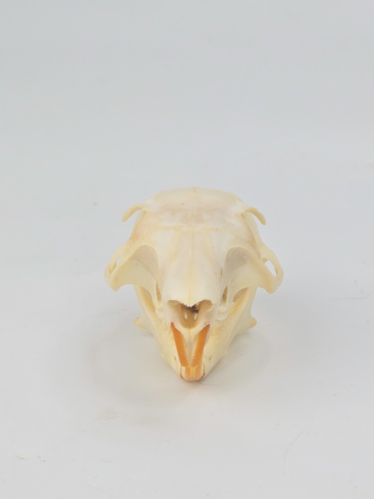 Real Fox Squirrel Skull - Sciurus niger - American Sourced - Non UV Reactive