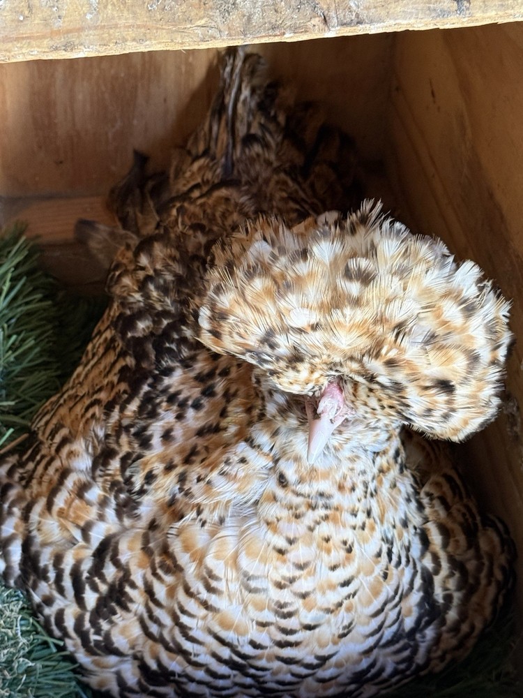 18+++Extra Candy Corn Polish Fertile Hatching Eggs