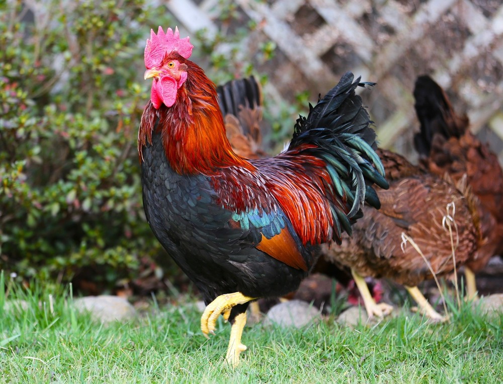10++ NPIP Welsummer Chicken Hatching Eggs - Read Description