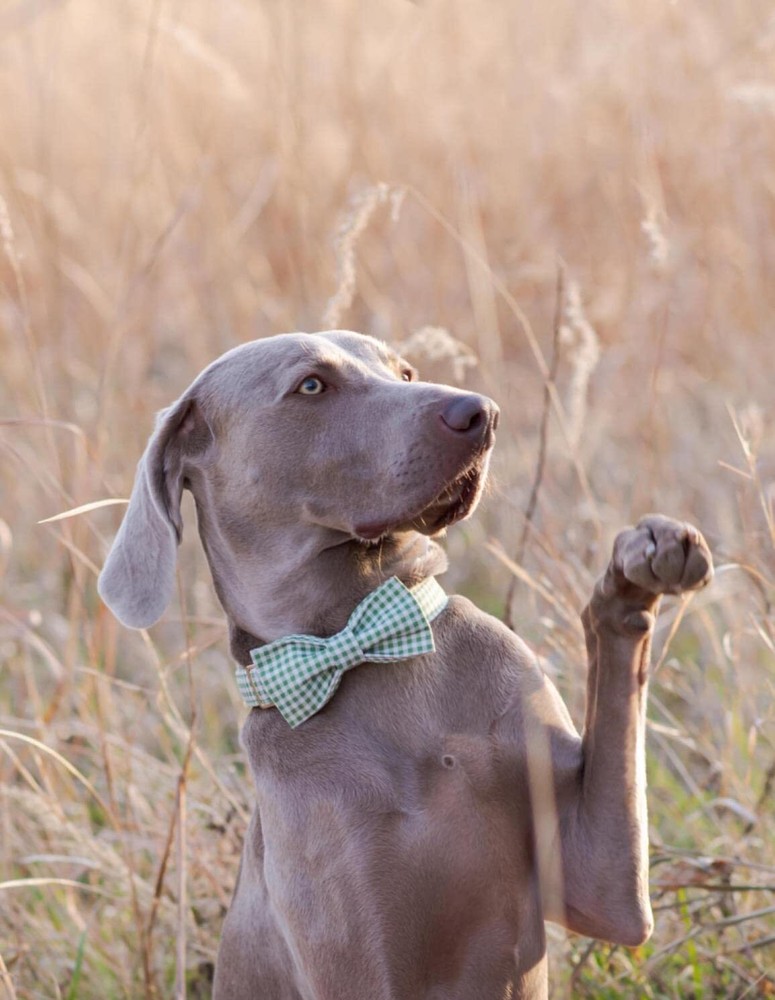 Dog Collar with Bowtie Durable Adjustable and Comfortable Collar for Medium D...