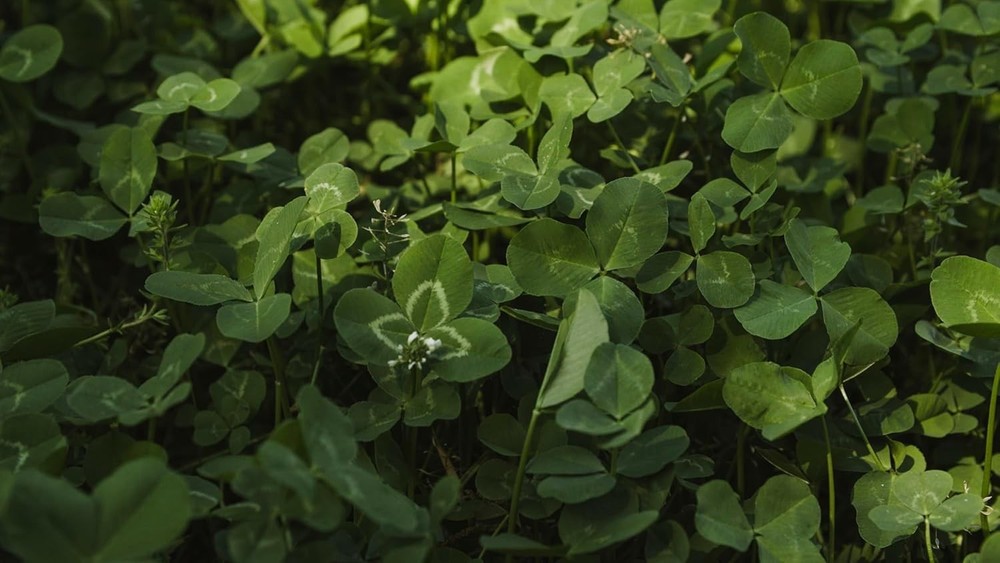 Imperial Clover Deer Food Plot Seed, 2 lbs - High-Protein & Antler Growth