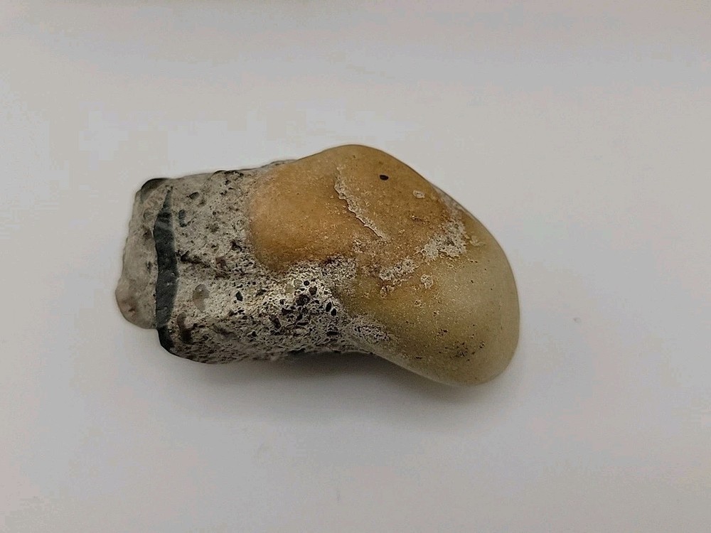 Permineralized Claw Fossil Super Rare