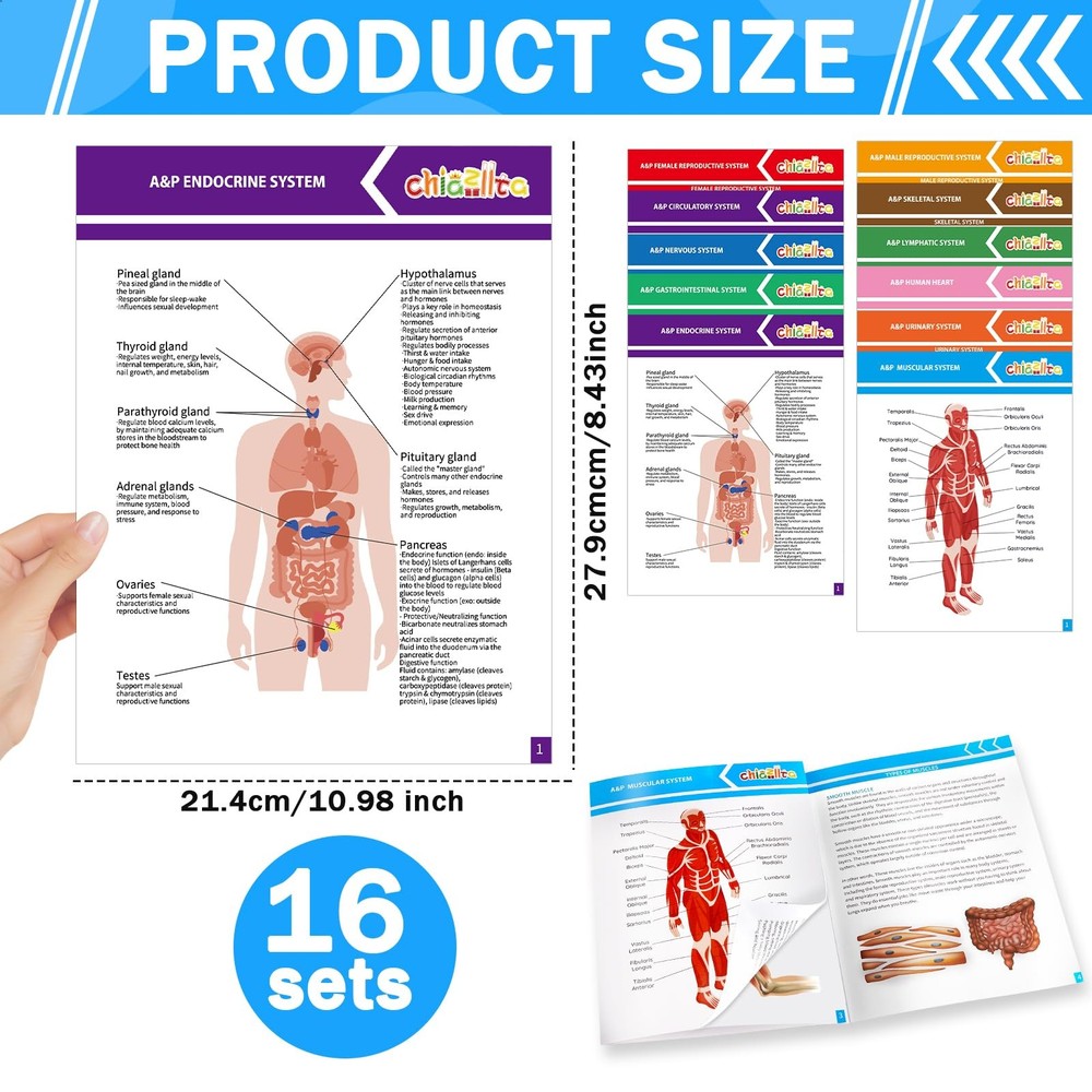 16 Pack Anatomy & Physiology Study Guides Set Human Body Systems Anatomy Stud...