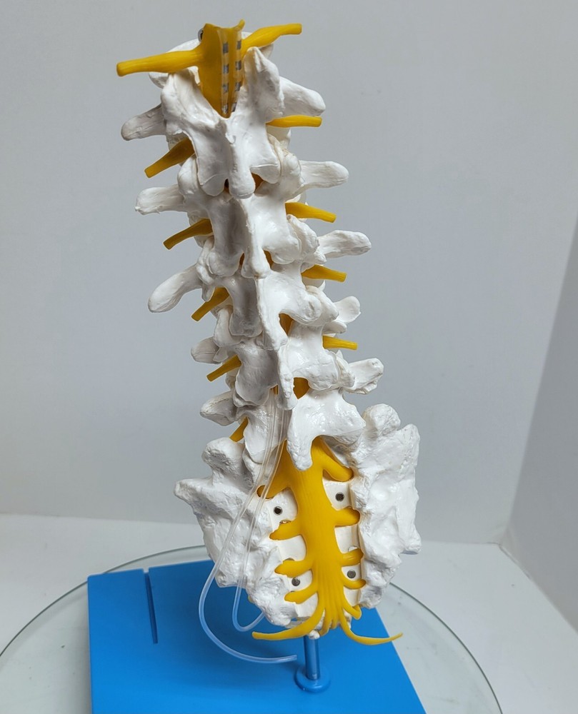 Nevro Medical Spine Model Display