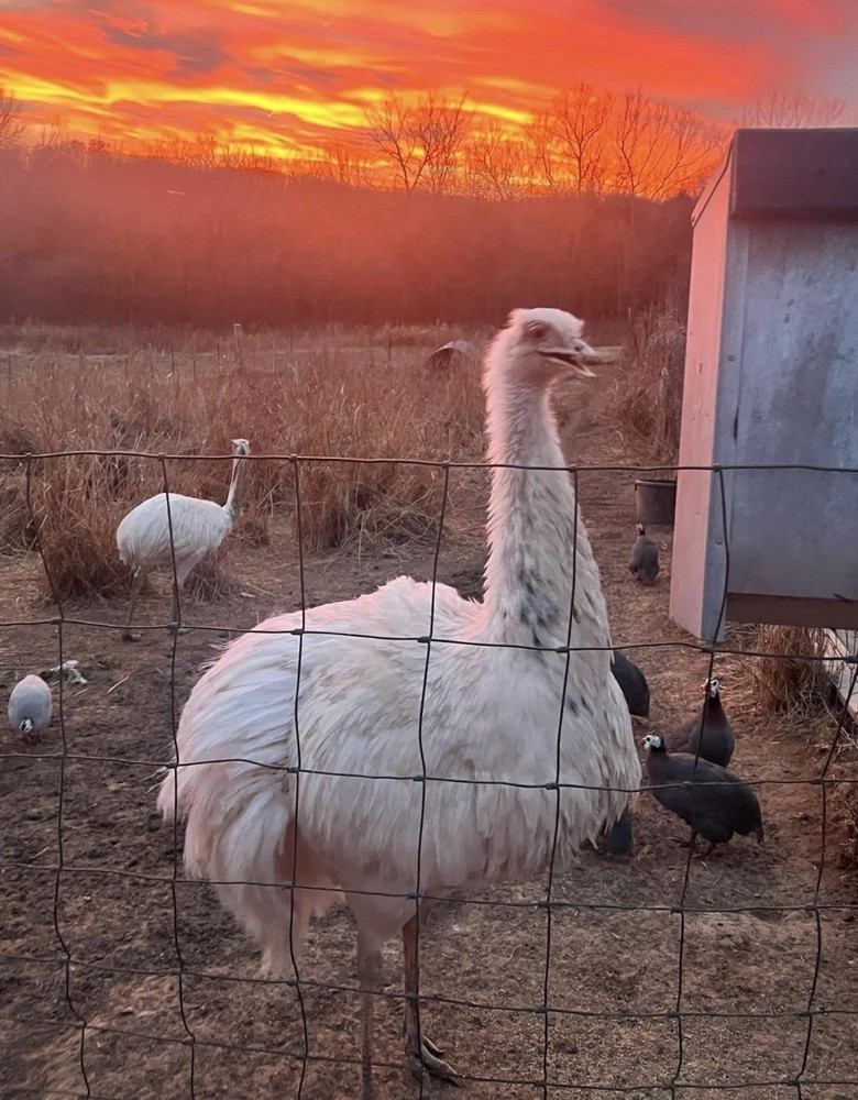 *4* White Rhea Hatching Egg’s LAYING NOW 🚨🐣