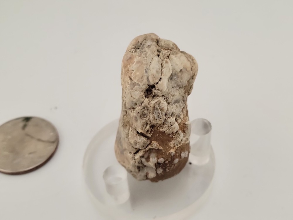 Real Permineralized Reptile Egg Fossil