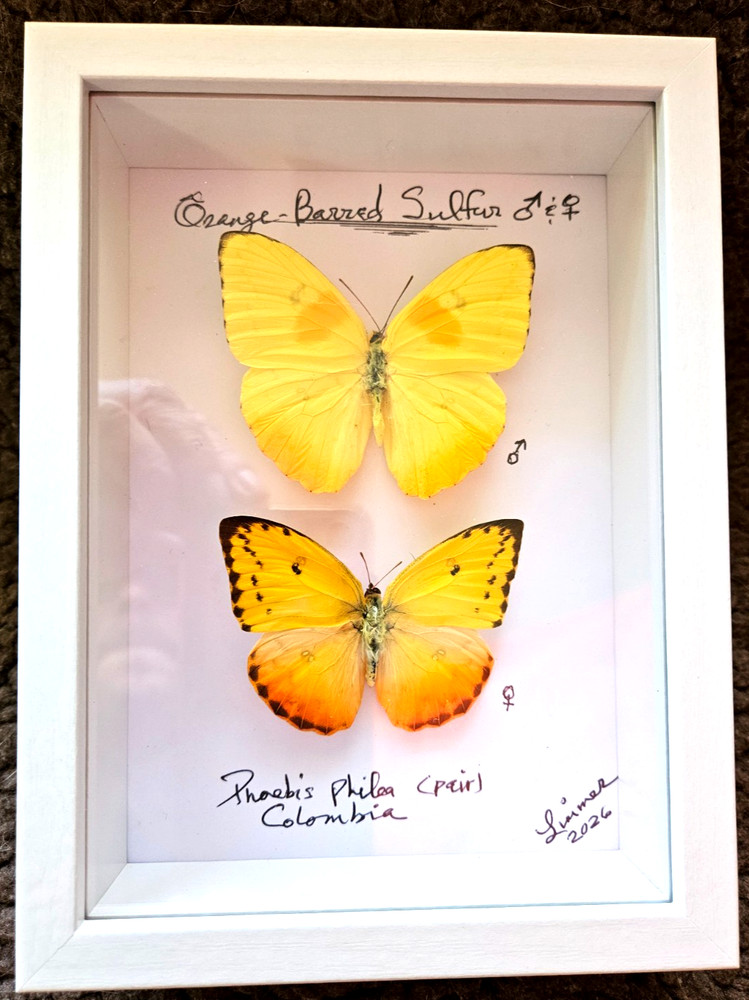 PHOEBIS PHILEA PAIR FRAMED - 6 x 8" SHADOW BOX ( Choose Black or White Frame )
