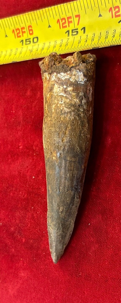 3 1/2 inch spinosaurus tooth