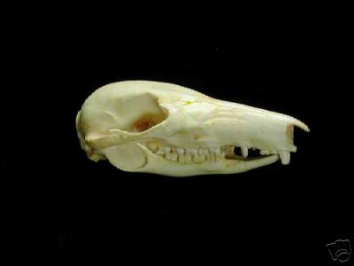 LONG-NOSED POTOROOS  SKULL   REPLICA