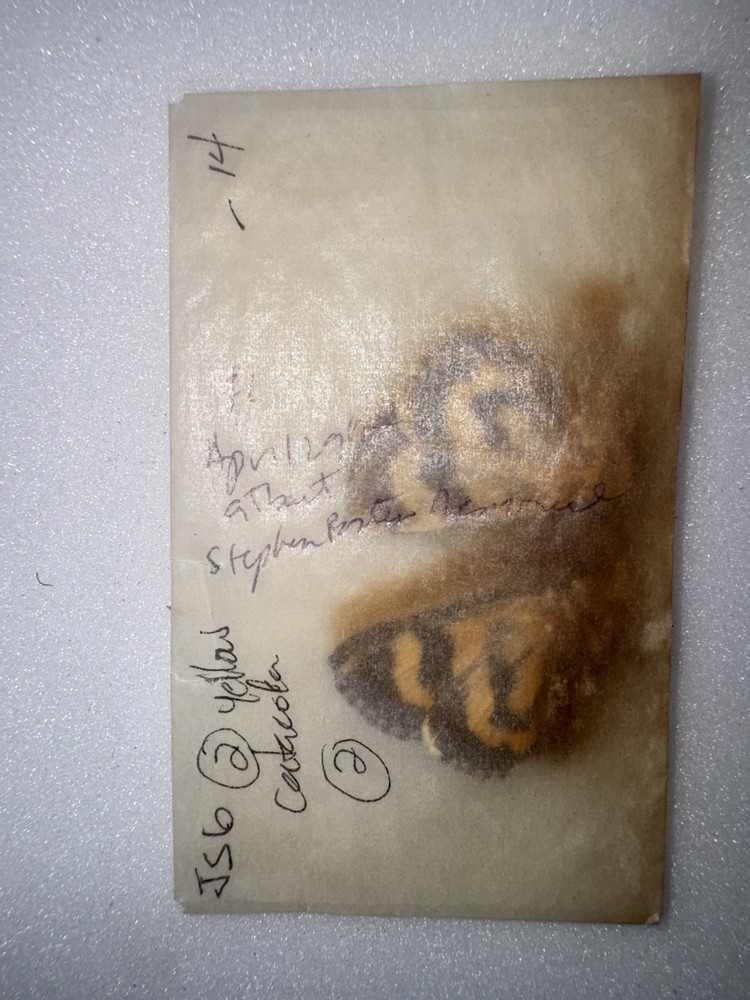 JS6 - 2 YELLOW CATACOLA UNDERWING MOTH - 2