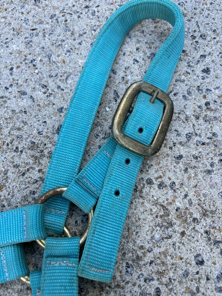 USED - Teal Blue Size Medium Horse Halter