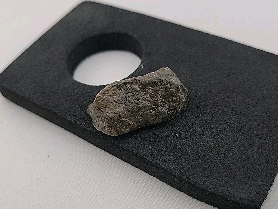 Fossil Dinosaur Permineralized Tooth T-rex 🦖