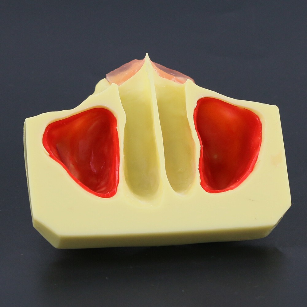 Dental Typodont Teeth Model Sinus Lift Practice Study Teach Demo Model 2012 2013