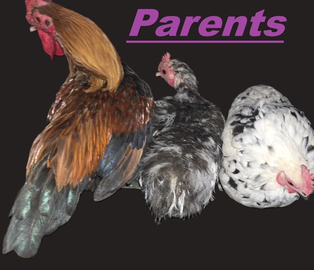 6+ Half Dozen Serama Chicken Hatching Eggs Mini Chicken