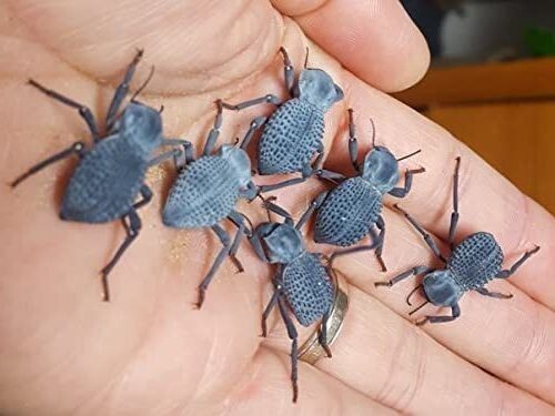 Blue Death Feigning Beatlee (Group of 5!) BDFB plus 2 Smooth DFB!