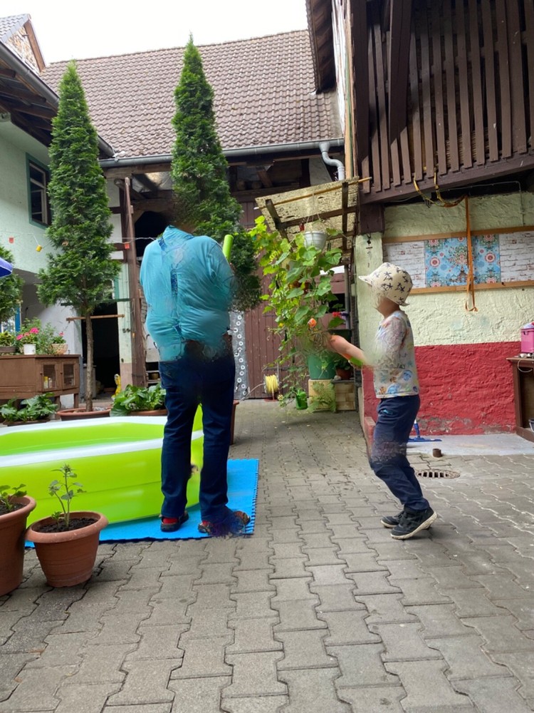 Tuja-plant for sale