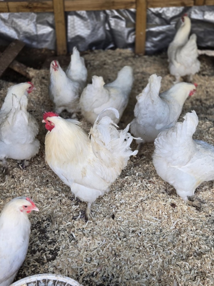 White Langshan Hatching Eggs 12 Plus 2 Extra